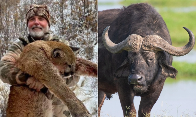 American trophy hunter killed