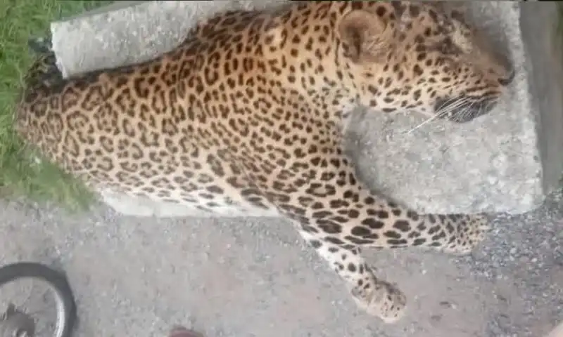 leopard killing