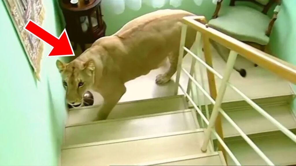 Lion enters house in PWD socisty Islamabad