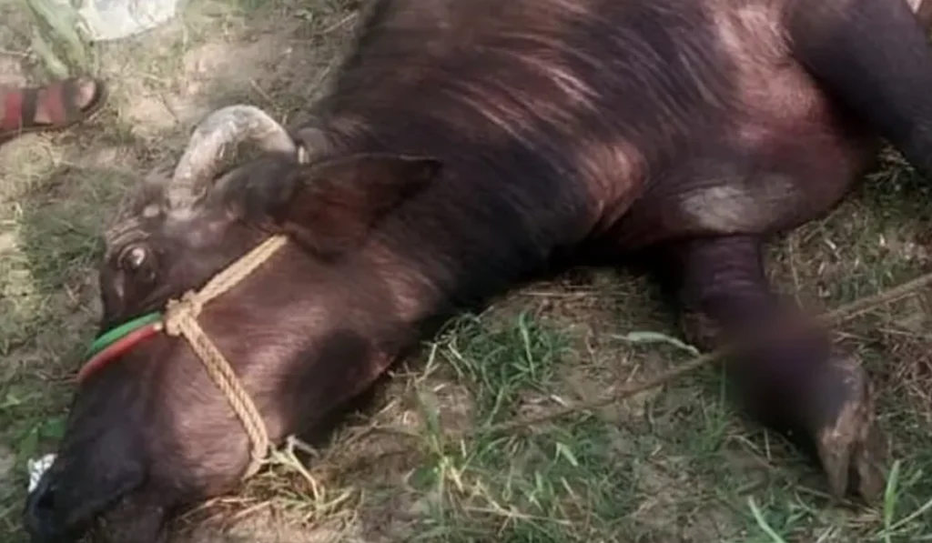 Buffalo’s legs chopped off