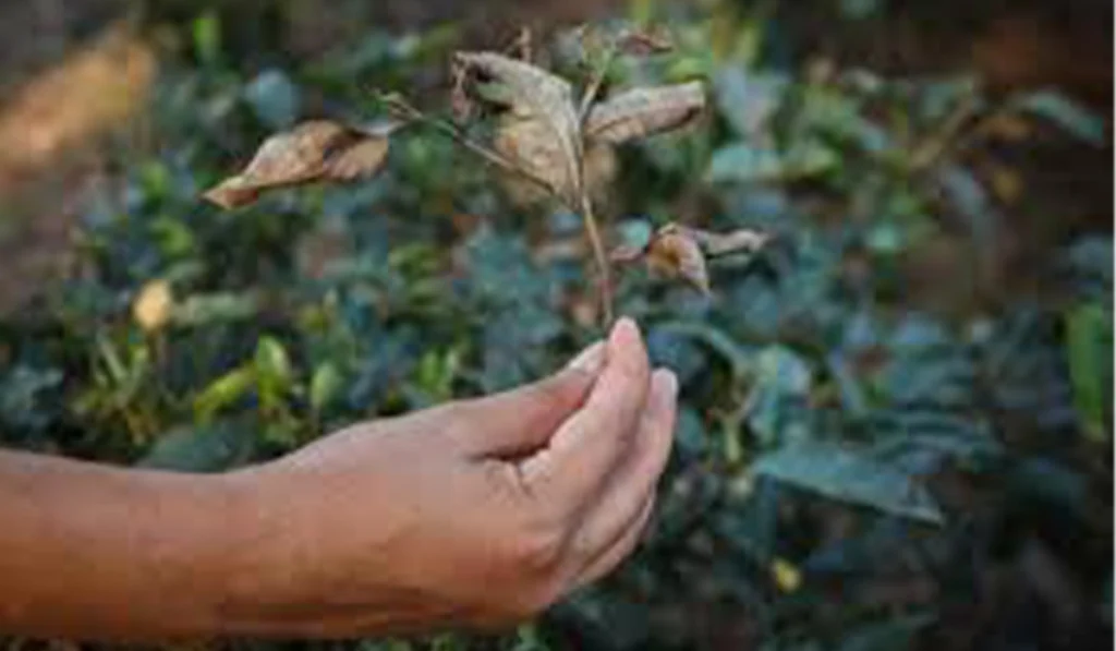 Assam is getting drier, threatening India tea exports