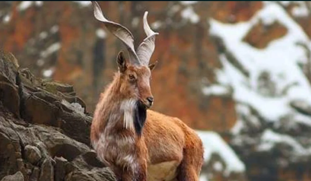 Astore markhor hunting permit