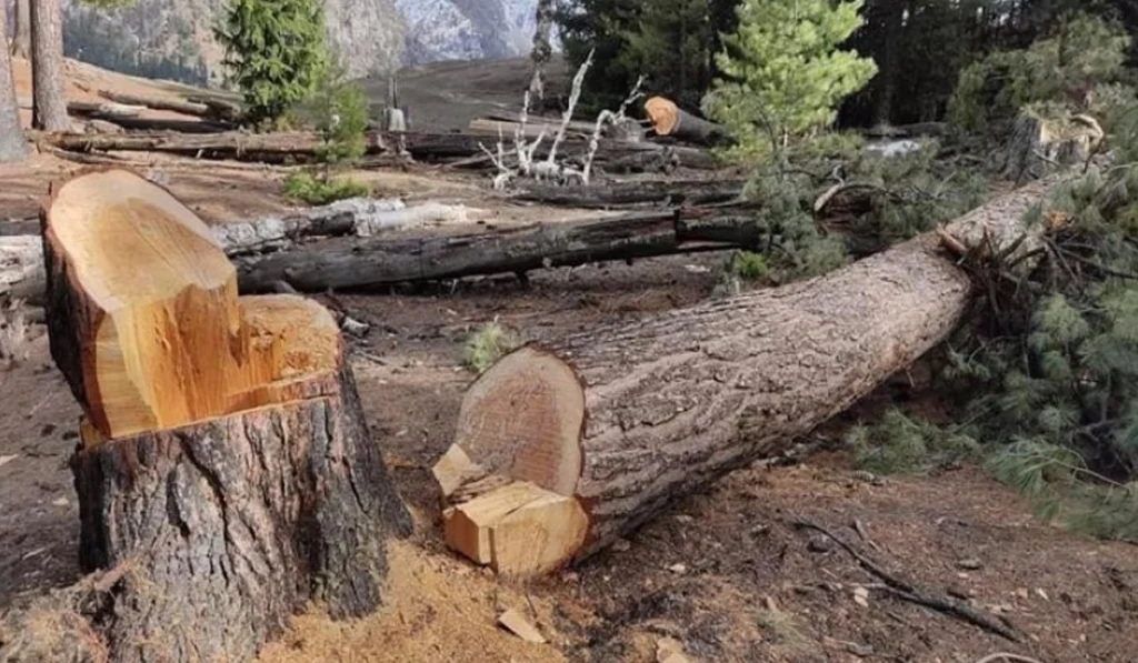 timber cut in Diamer