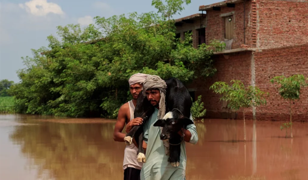 Situation critical at Panjnad, govt mulls over assistance to farmers