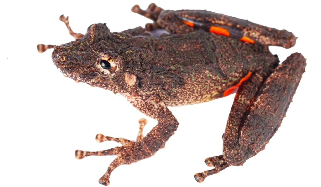 New species of poisonous frog discovered in the Peruvian Amazon