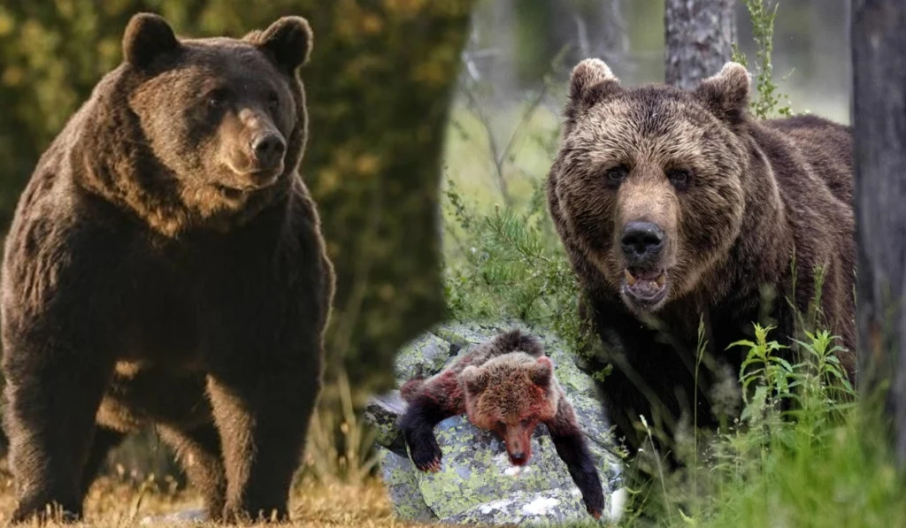 bear culling