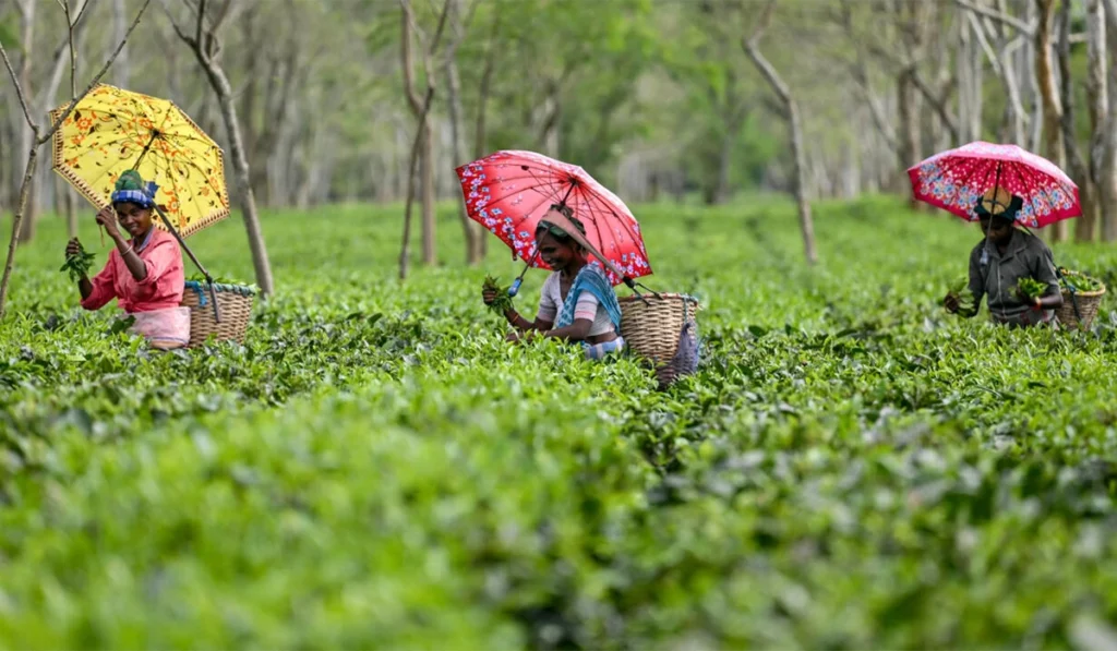 Extreme rains hit India's premier Darjeeling tea estates