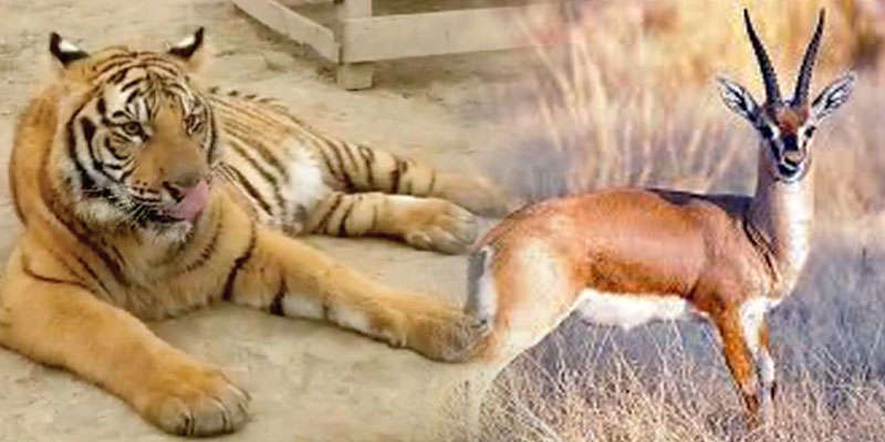 Punjab wild animal attacks