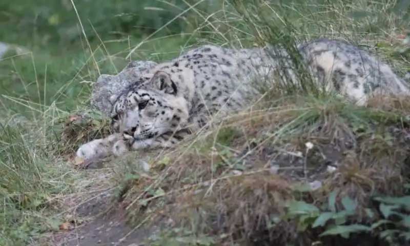 Snow leopard
