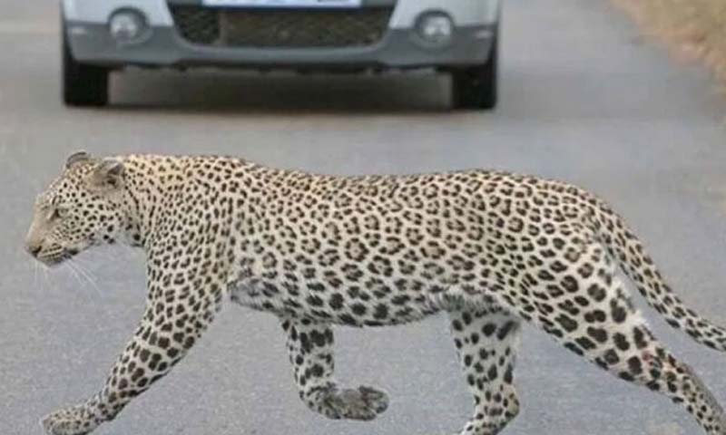 Leopard strays into Islamabad airport