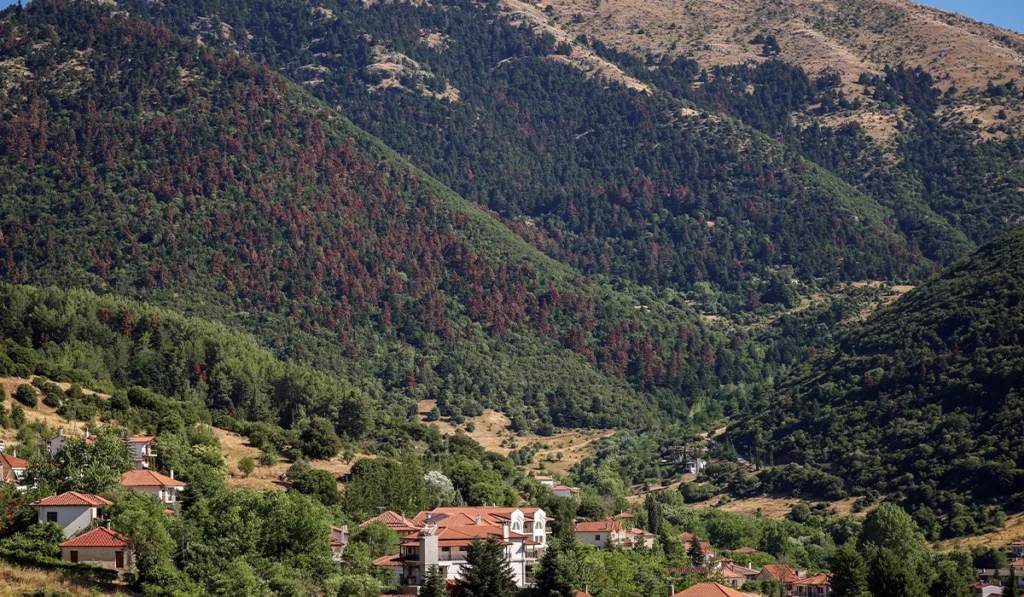 Rising temperatures imperil northern hemisphere forests: UN