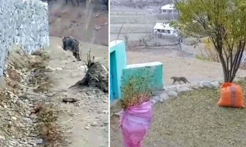 Snow leopard spotted