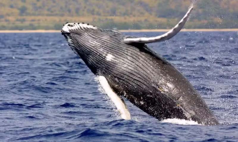 Arabian humpback whales
