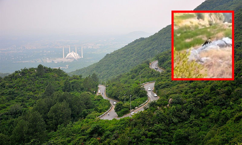 yellow-throated marten