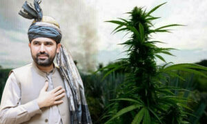 KP govt to legalise cannabis cultivation, Rs600bln hashish industry to be regulated