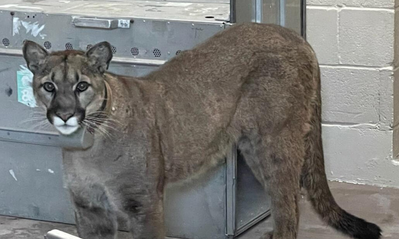 Watch: video captures mountain lion in San Francisco neighborhood