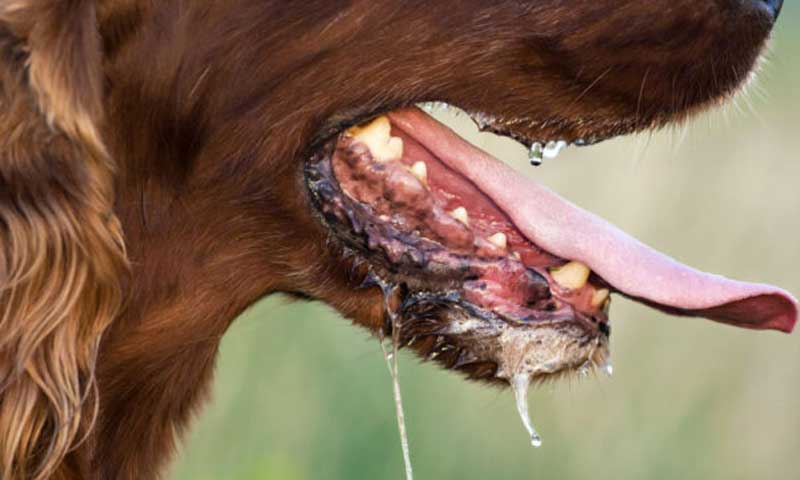 ‘Inadequate treatment’: Karachi reports first rabies case of 2026