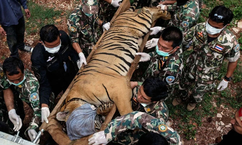 Virus outbreak kills 72 tigers at Thailand’s Chiang Mai park