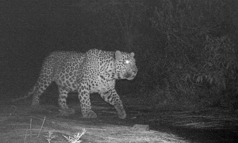 Leopard spotted near Faisal Masjid, Islamabad wildlife board issues alert