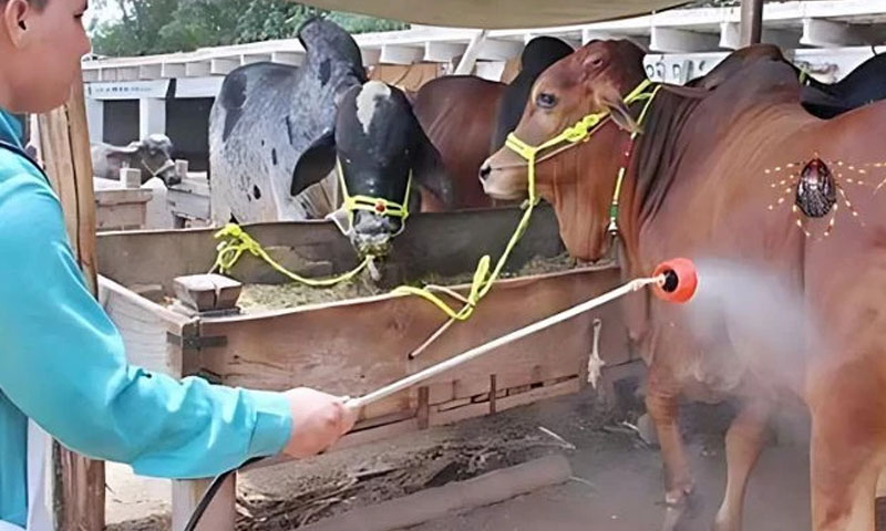 Pakistan issues Congo fever advisory