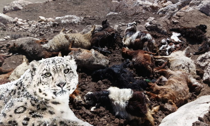 Over 50 livestock killed in snow leopard attack in Chitral