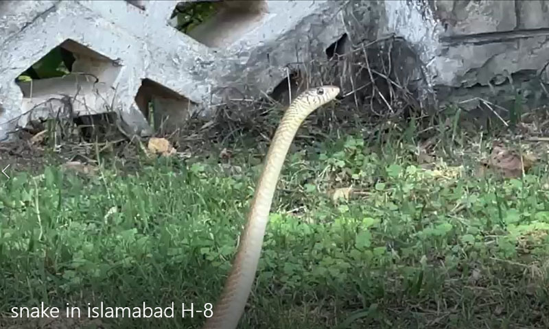 Large snake spotted near Islamabad’s H-8 graveyard