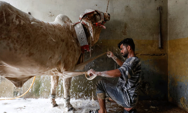 cow Peshawar congo virus