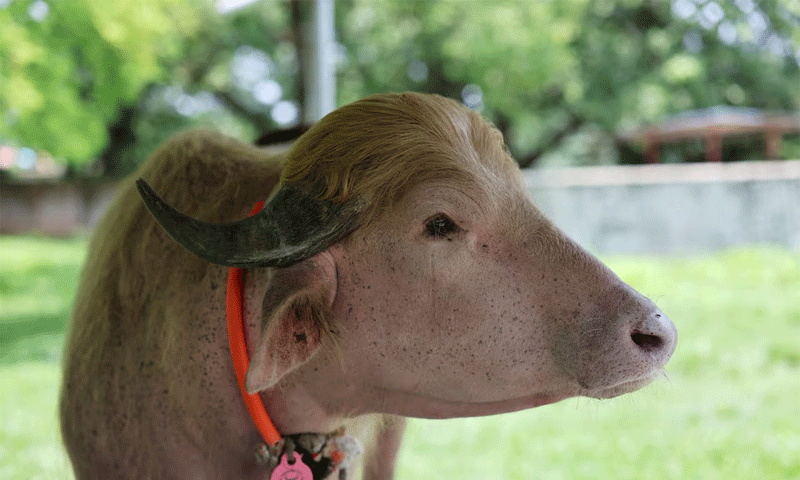 Donald Trump buffalo