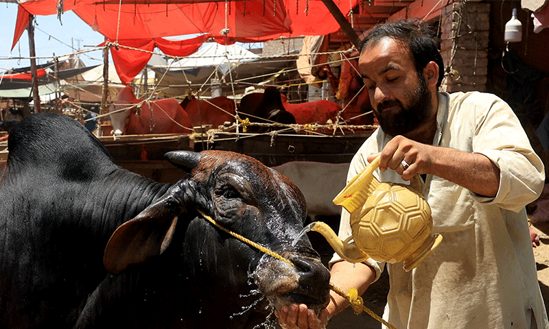 Peshawar Eidul Azha
