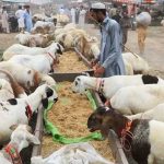 Eidul Azha gastro