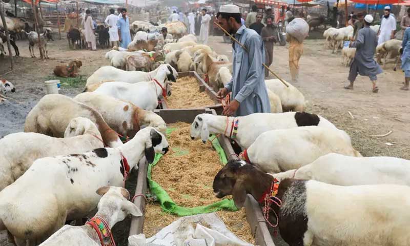 Eidul Azha gastro