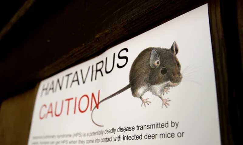 Hanta virus