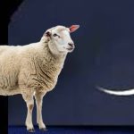 Punjab govt announces Eidul Azha holidays schedule: File photo by HUM News
