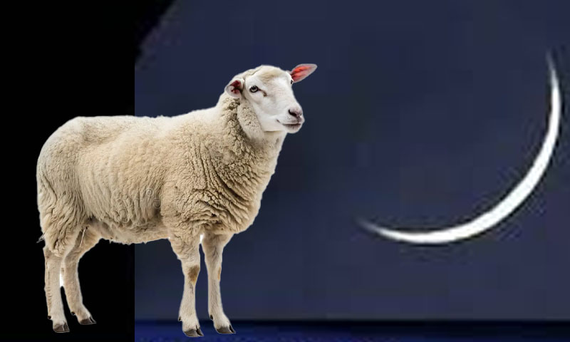 Punjab govt announces Eidul Azha holidays schedule: File photo by HUM News