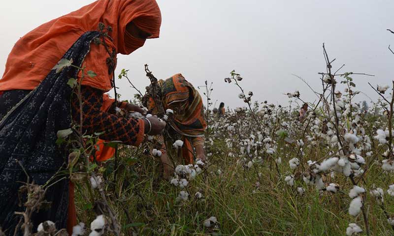 Women in Pakistan pick cotton from fields - AFP