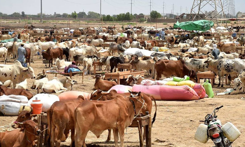 KP issues Congo virus health alert ahead of Eidul Adha