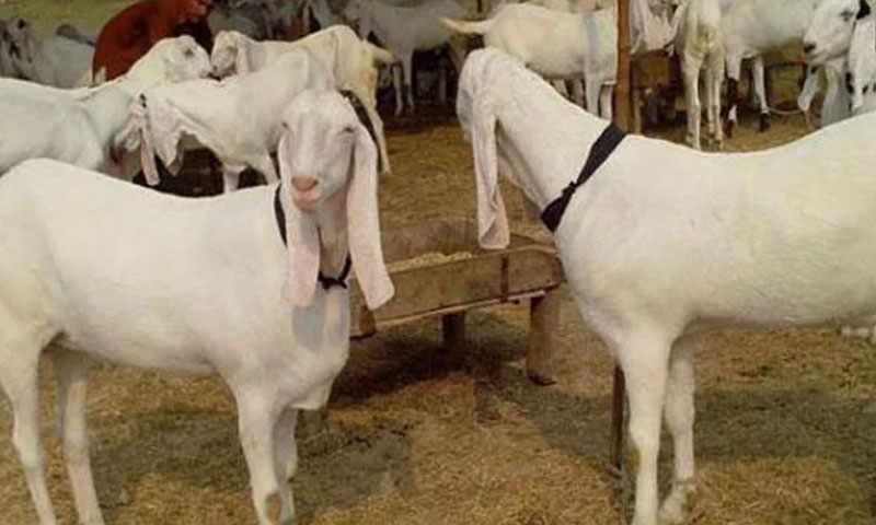 Thieves steal 25 sacrificial goats worth nearly Rs2 million in Karachi