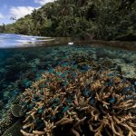 Scientists find vast climate-resilient coral reef spanning 64,000 sq miles