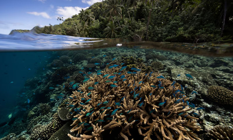 Scientists find vast climate-resilient coral reef spanning 64,000 sq miles