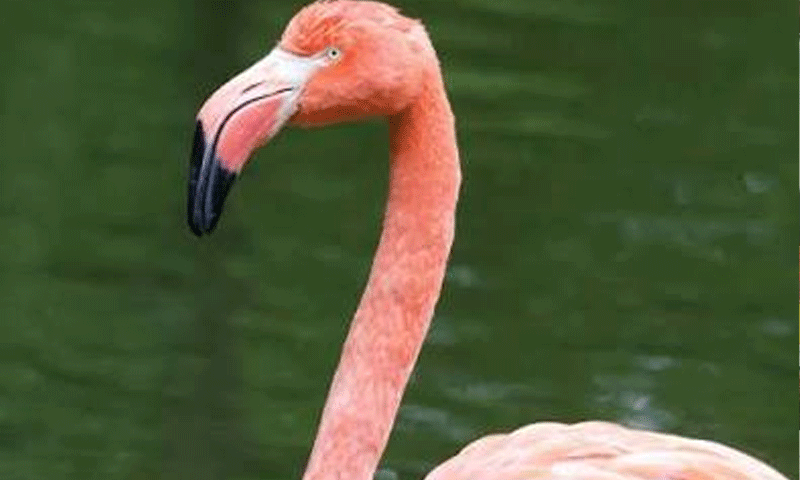 Rare Flamingos killed at Rawal Lake in suspected hunting incident