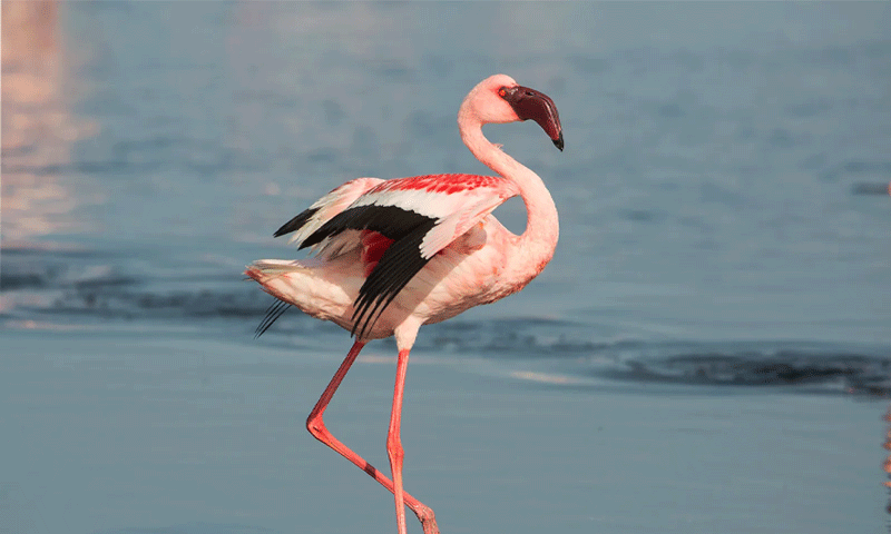 Case registered over killing of rare Flamingos at Rawal Lake
