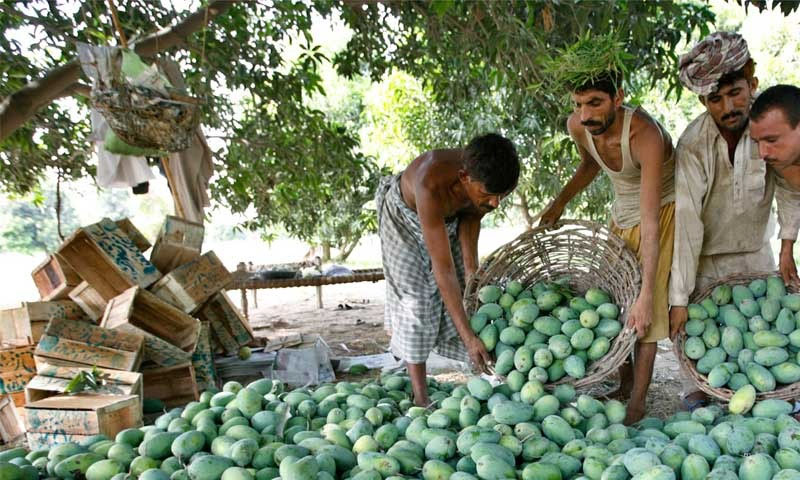 Pakistan cuts mango export target as Middle East tensions drive up freight costs