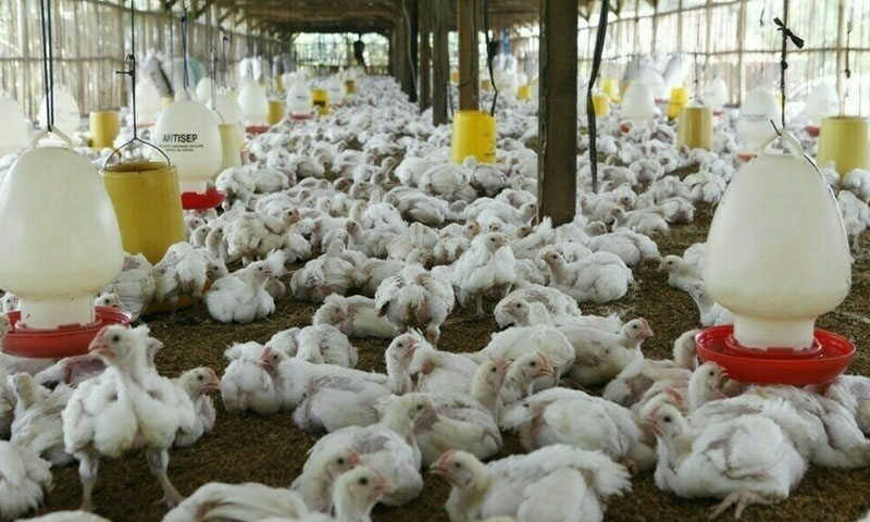 FCC delivers tax relief to poultry feed industry ahead of budget