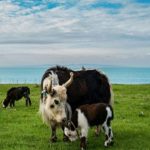 KP approves Pakistan's first yak breeding, research centre in Chitral