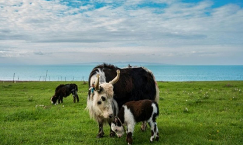 KP approves Pakistan's first yak breeding, research centre in Chitral