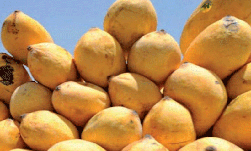 Pakistan launches ‘mango diplomacy’, to send premium mangoes to 76 countries