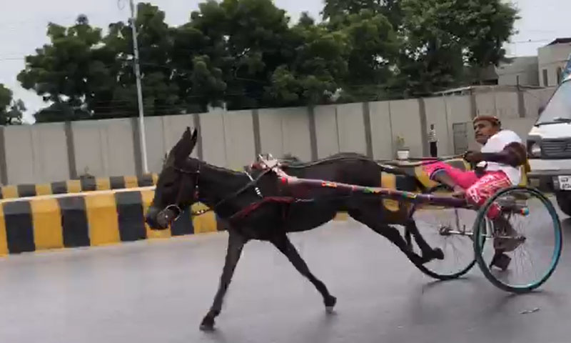 ‘Koyal’ emerges victorious in donkey cart race