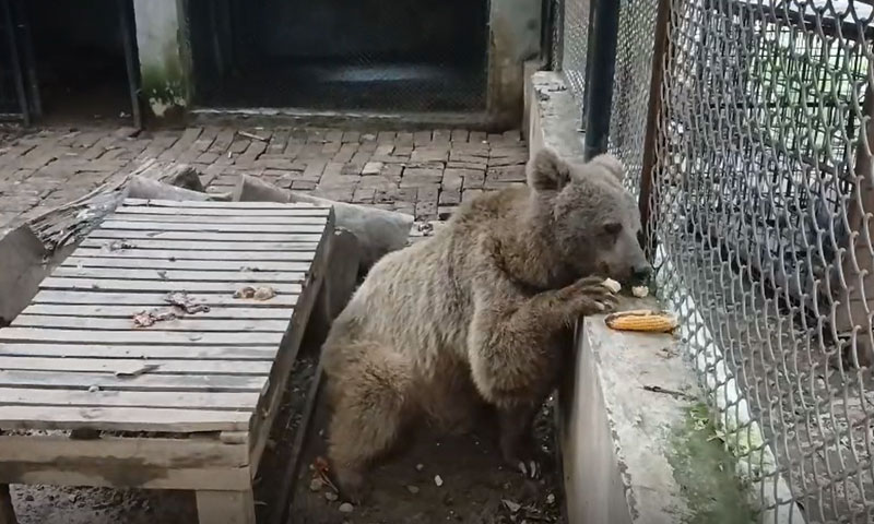 Rehabilitated brown bear Rano to be released into natural habitat in G-B
