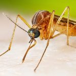 West Nile virus outbreak kills four in North Macedonia