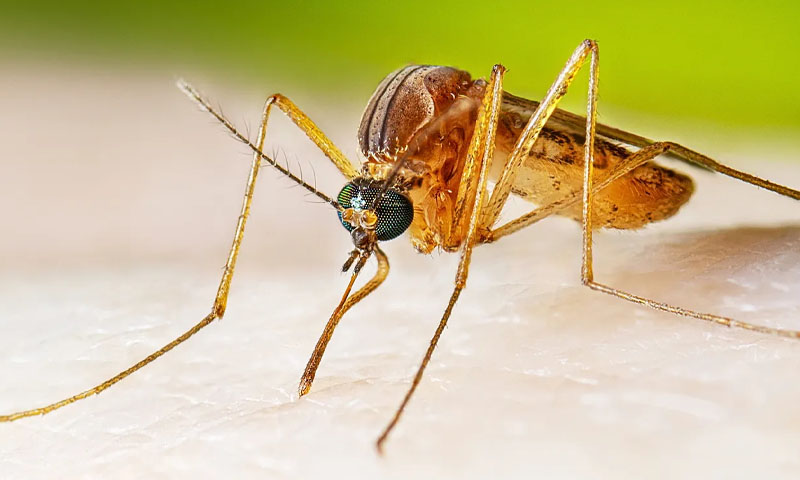 West Nile virus outbreak kills four in North Macedonia